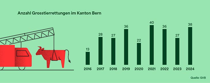 Auswertung der Anzahl Grosstierrettungen im Zeitraum von 2016 bis 2024.