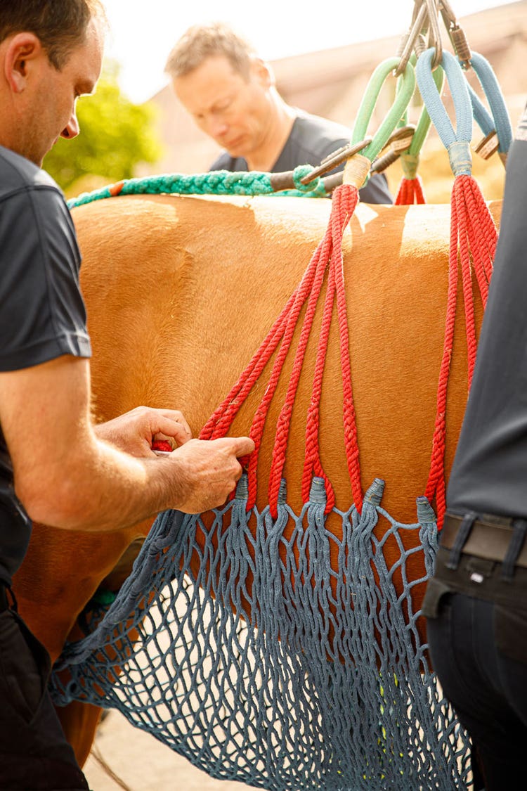 Mehrere Feuerwehrmänner legen das Horizontalnetz um den Bauch einer Stute.