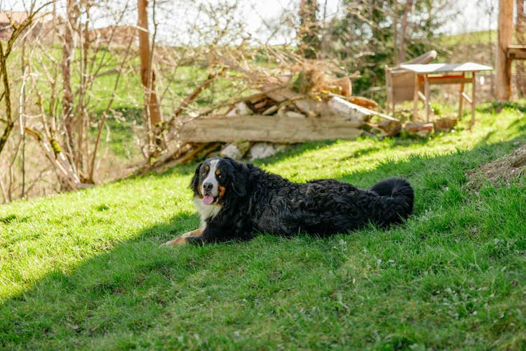 Eine Berner Sennenhündin liegt im Gras.