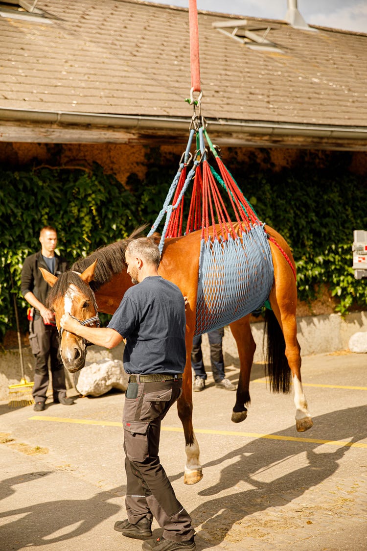 Eine Stute schwebt im Horizontalnetz einige Zentimeter über dem Boden.