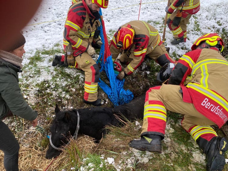 Les pompiers mettent un filet autour du ventre d’un cheval coincé dans un fossé.