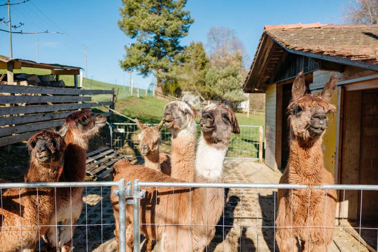 Six lamas se tiennent près de la petite clôture de l’enclos extérieur de leur étable.