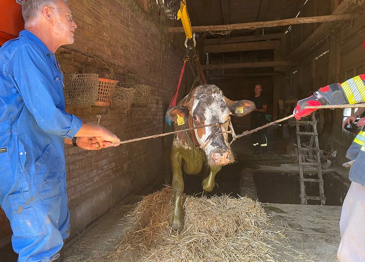 Un pompier et un vétérinaire soulèvent une vache dans une fosse à purin à l’aide d’un filet horizontal.