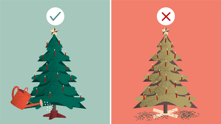 L’illustration montre que les sapins de Noël doivent être alimentés en eau chaque jour.